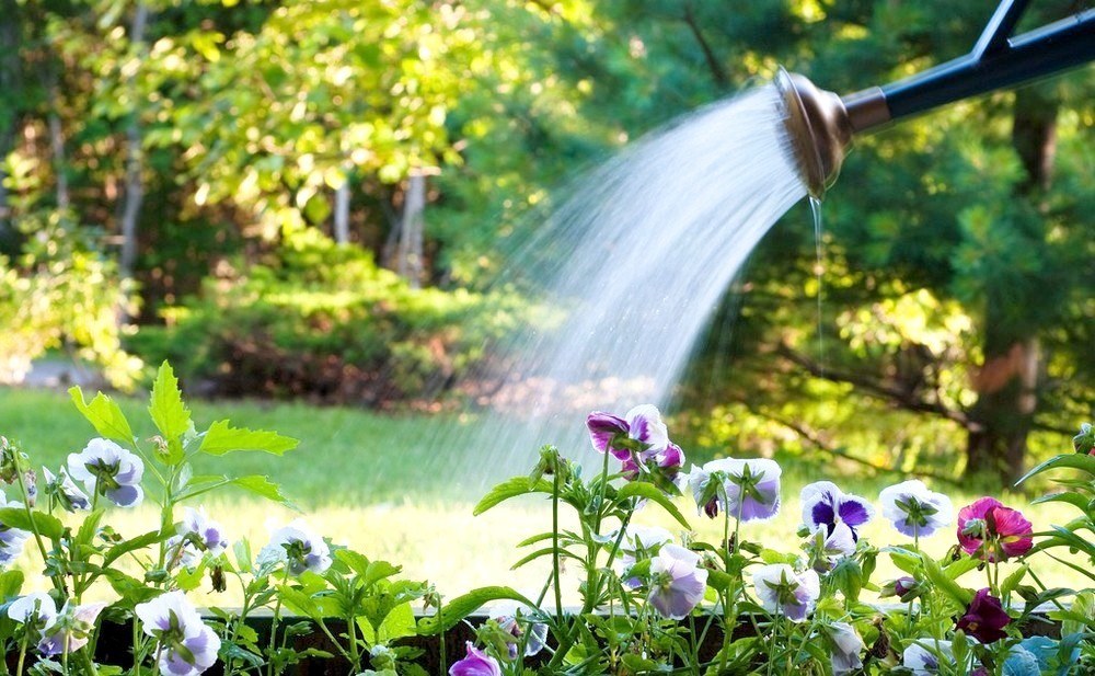 Too Much Water: How to Know If You’re Overwatering Your Plants and How